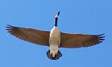 Canada Goose In Flight_26195